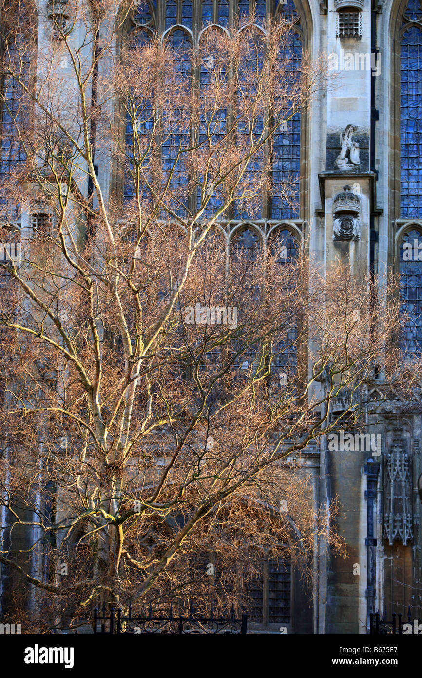 Kings College Chapel, Università di Cambridge teletta betulla illuminato da golden sole invernale. Foto Stock