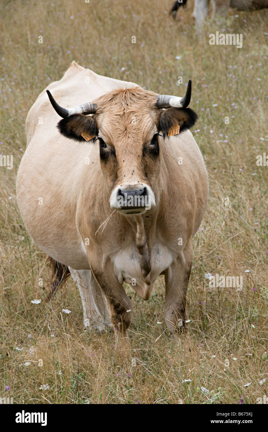 Le mucche al pascolo in un campo in southen Francia guardando a voi o me Foto Stock