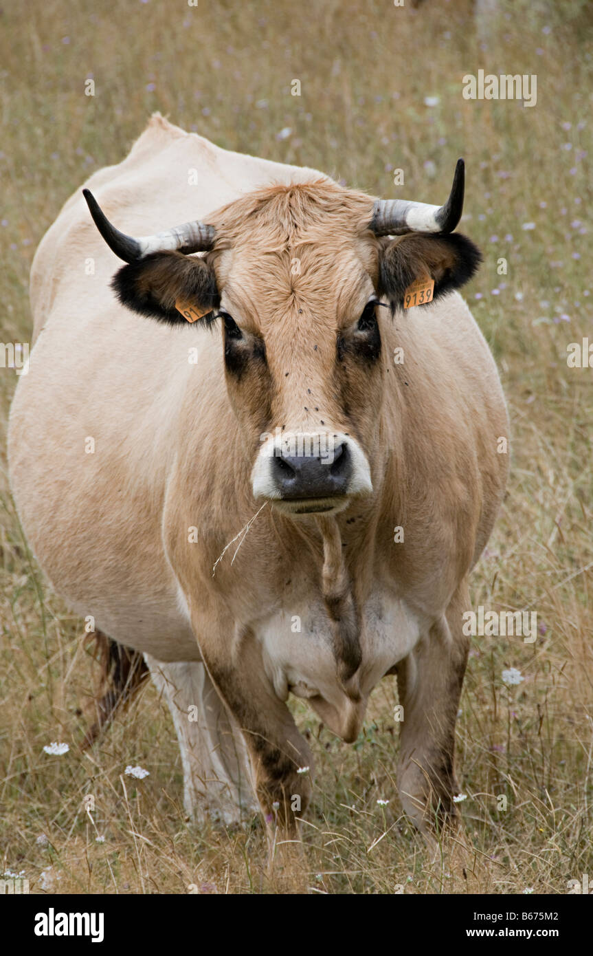 Le mucche al pascolo in un campo in southen Francia guardando a voi o me Foto Stock