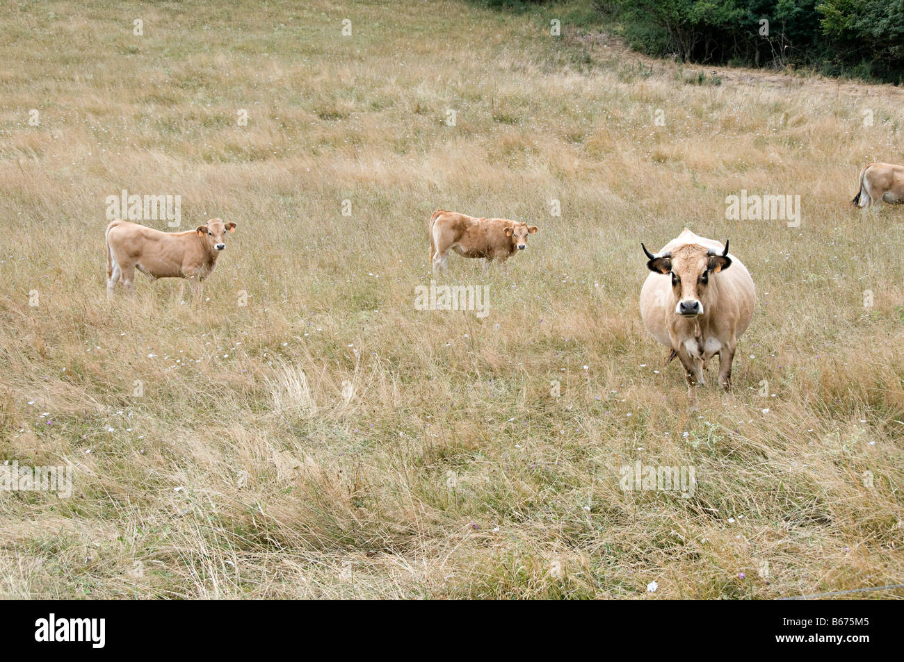 Le mucche al pascolo in un campo in southen francia Foto Stock
