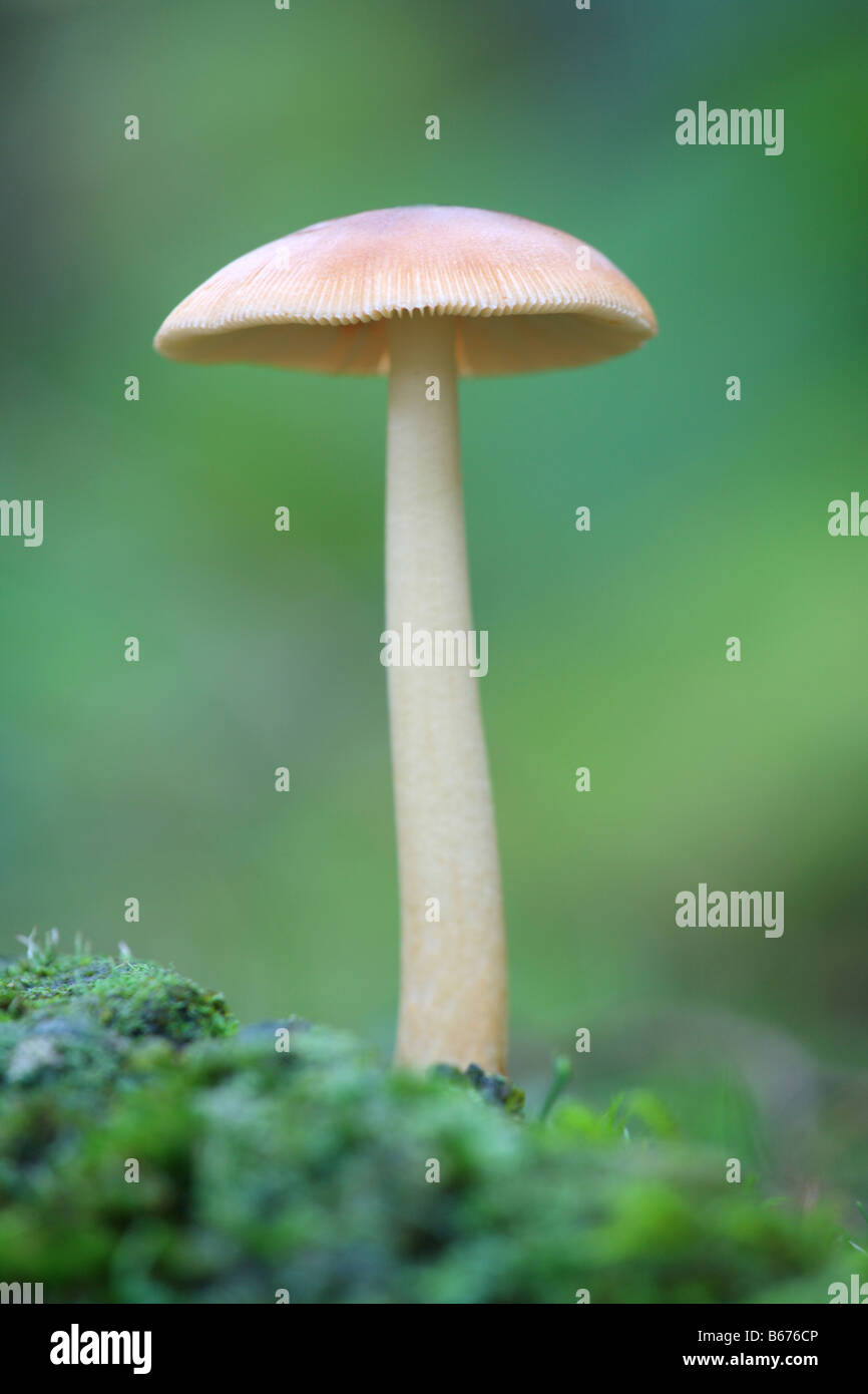 'Single toadstool' funghi di funghi in un bosco di muschio piano. Foto Stock
