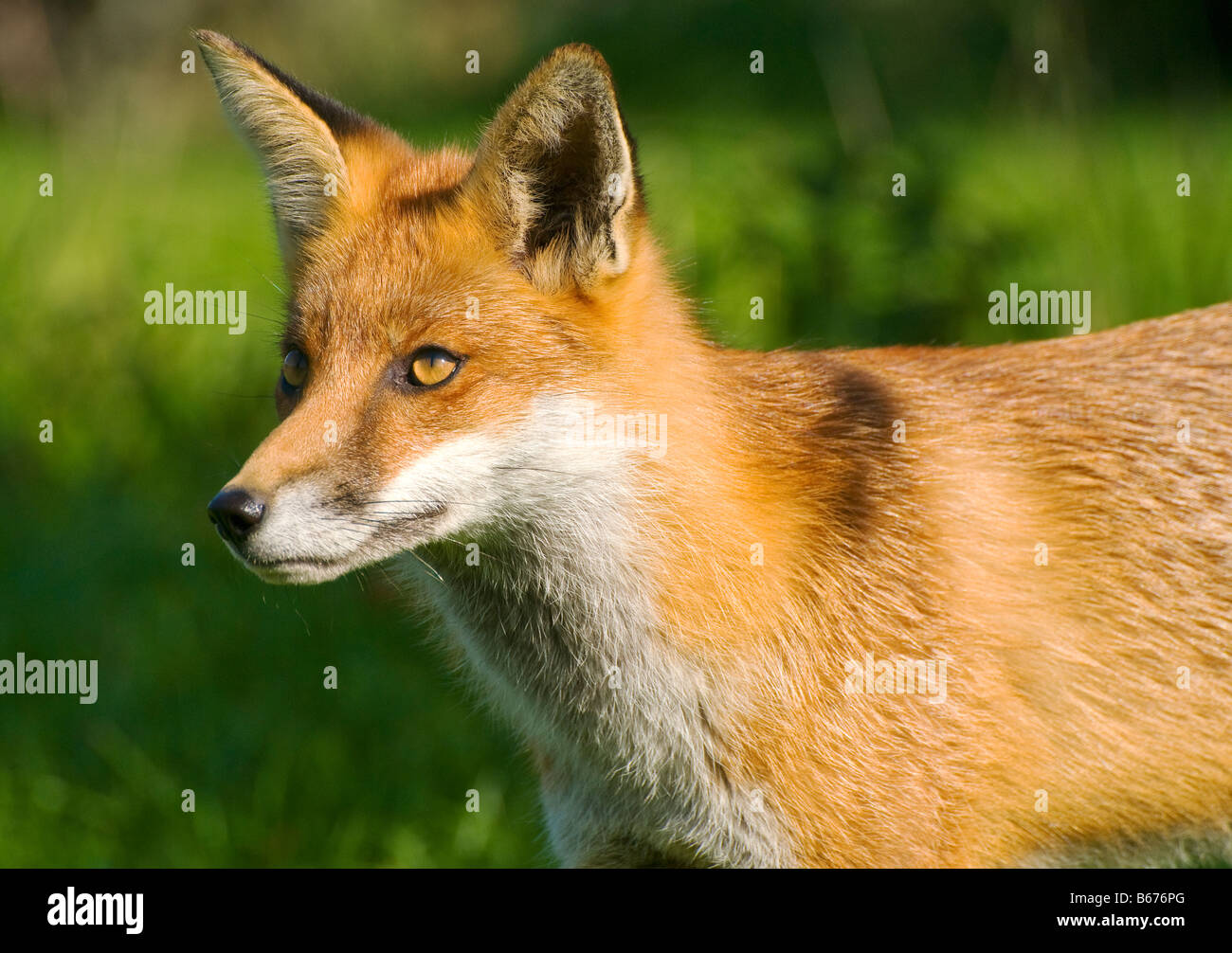 Una volpe rossa Vulpes vulpes Foto Stock