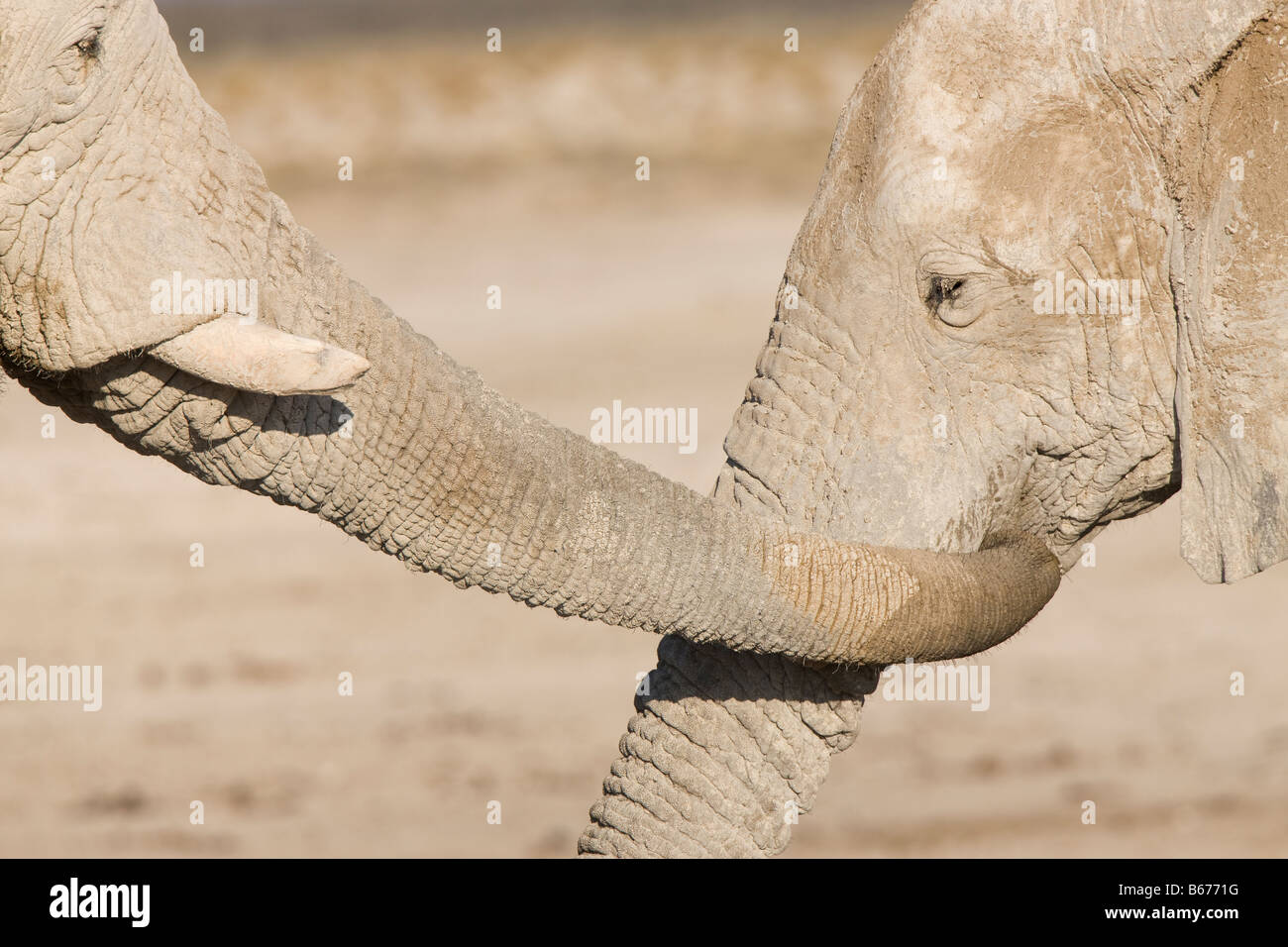 Deserto elefante mucca e il suo vitello nel Display affettuoso, Parco Nazionale Etosha Foto Stock