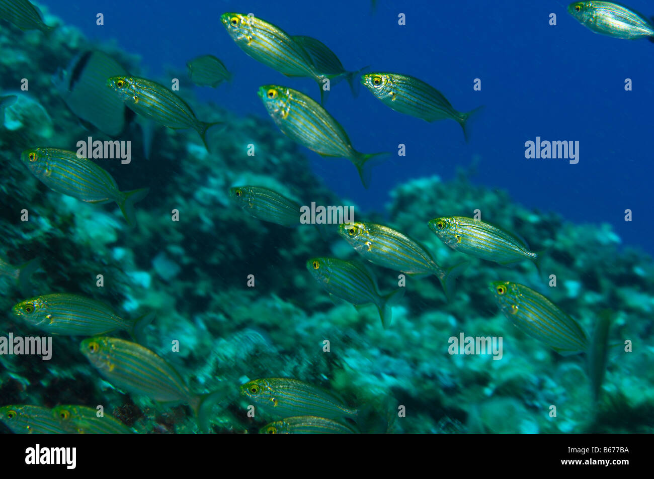 Orate di mucca Sarpa salpa Susac isola mare adriatico Croazia Foto Stock