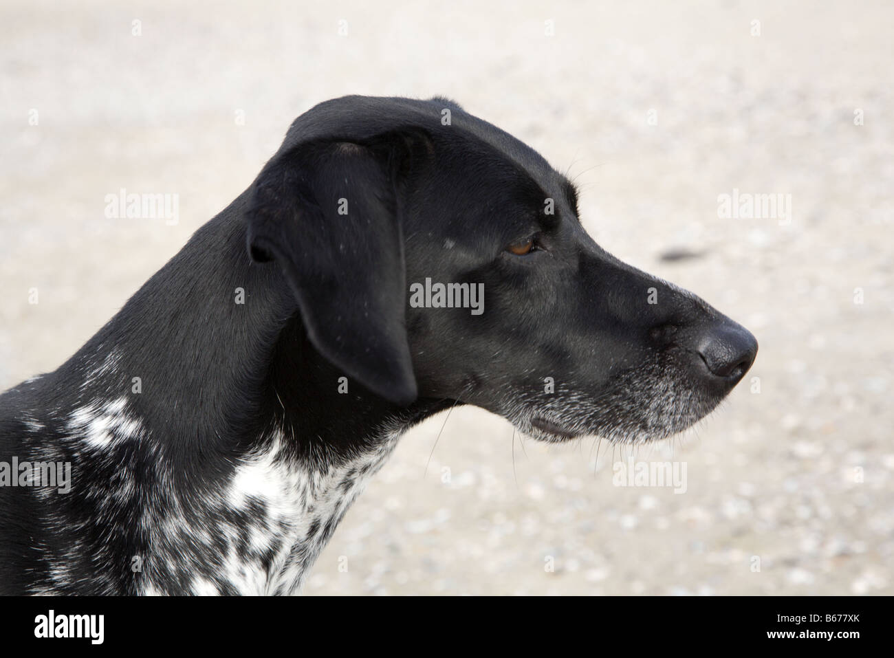 Testina del nero di bianco, grigio e nero del cane Foto Stock