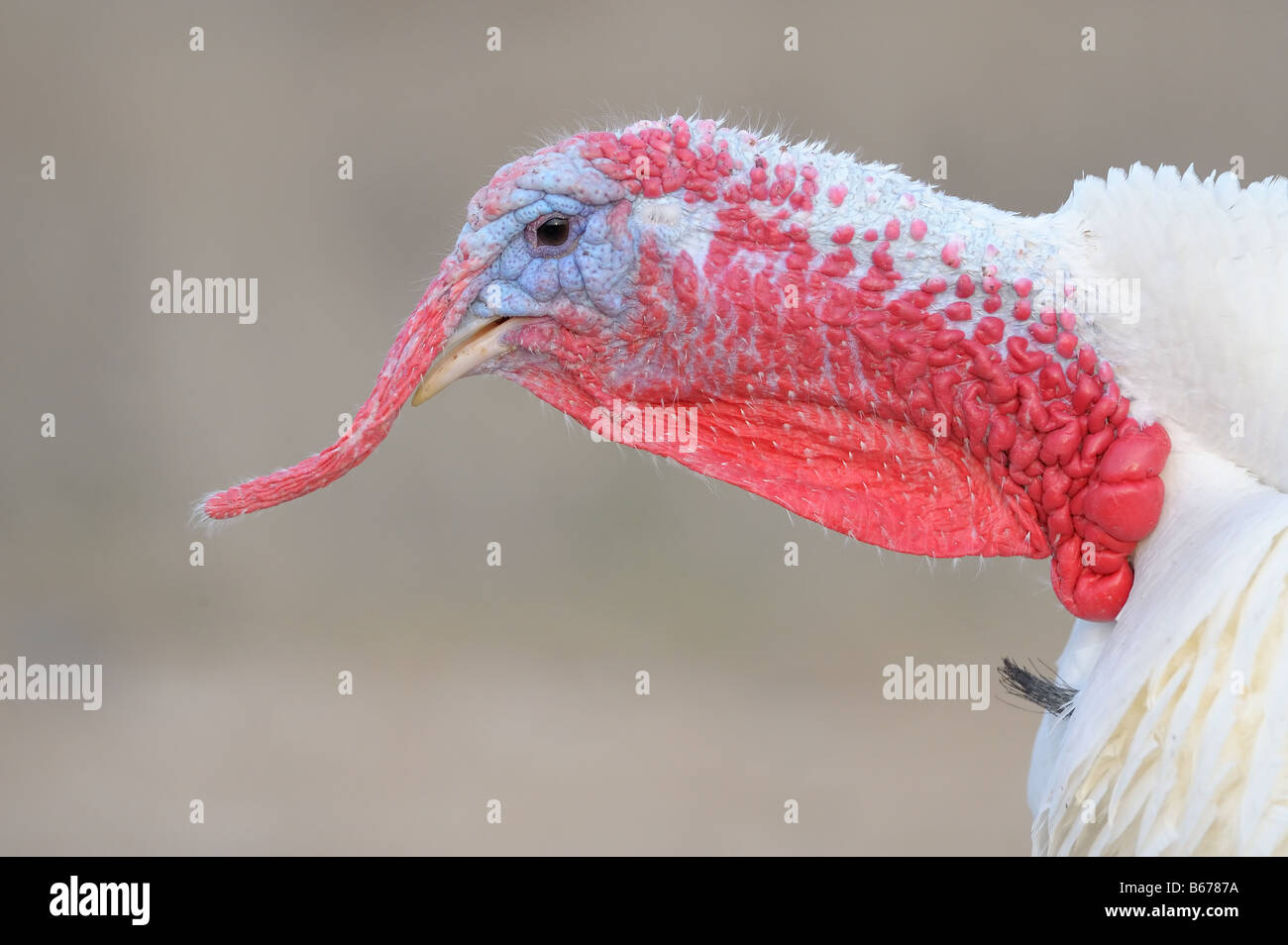 Interno bianco turchia gobbler Foto Stock