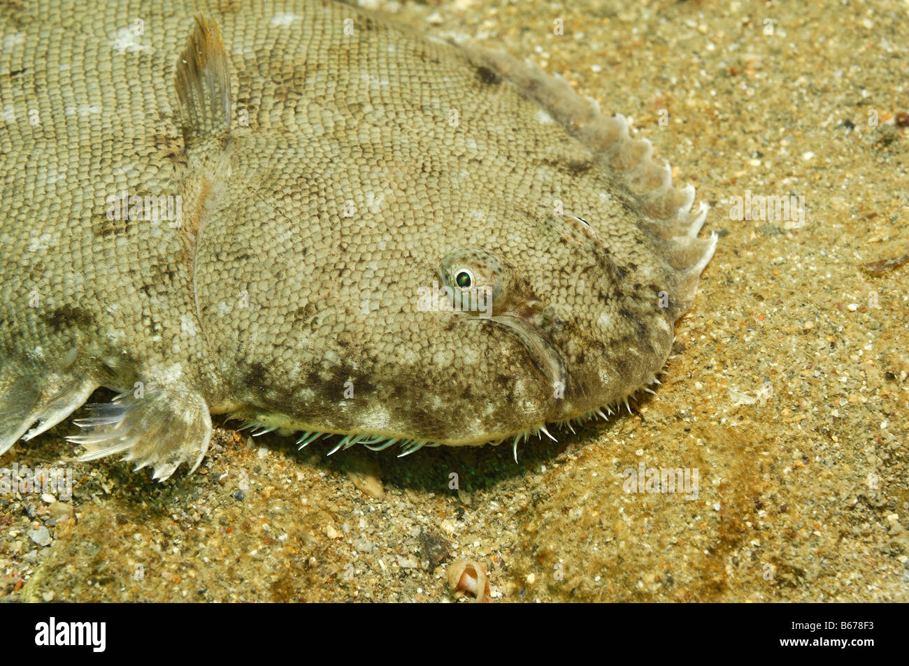 Sogliola Solea solea Pirano Mare Adriatico Slovenia Foto Stock