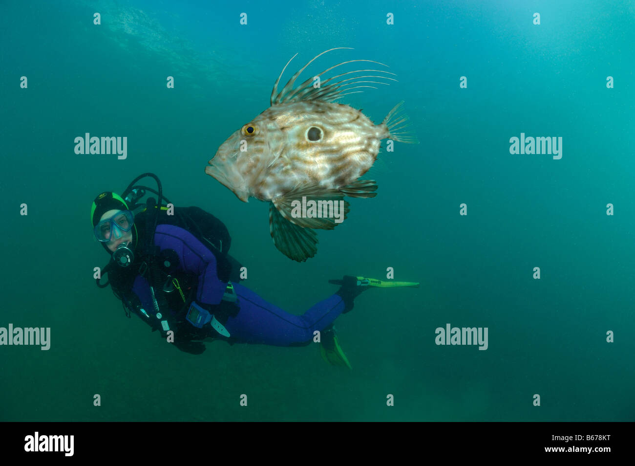 John Dory e subacqueo Zeus Faber Pirano Mare Adriatico Slovenia Foto Stock