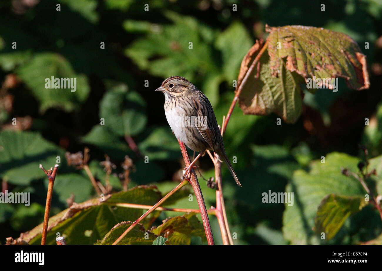 Lincoln è Sparrow Melospiza lincolnii appollaiato alberello nel giardino di Nanaimo Vancouver Island in Ottobre Foto Stock