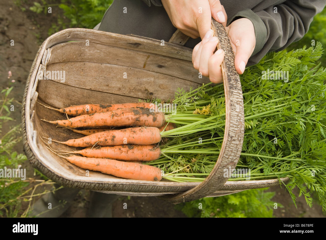 La donna che porta un cesto di carote Foto Stock