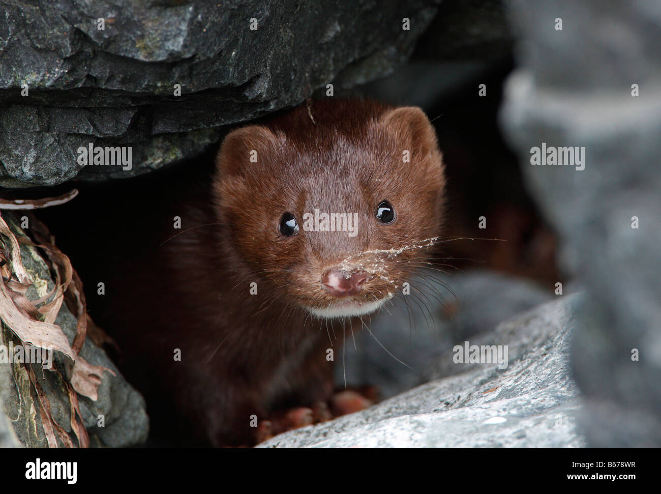 American Mink Mustela vison il peering fuori dalle rocce sulla spiaggia a Whiffin Spit Isola di Vancouver BC nel mese di settembre Foto Stock