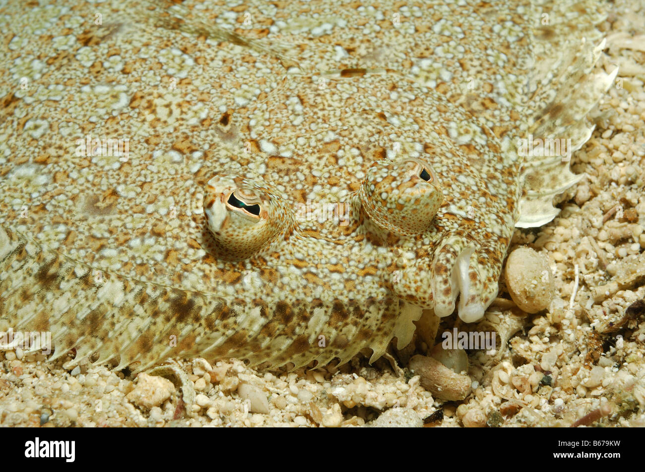 La Passera pianuzza Camouflage Bothus spec Kas Mar Mediterraneo Turchia Foto Stock