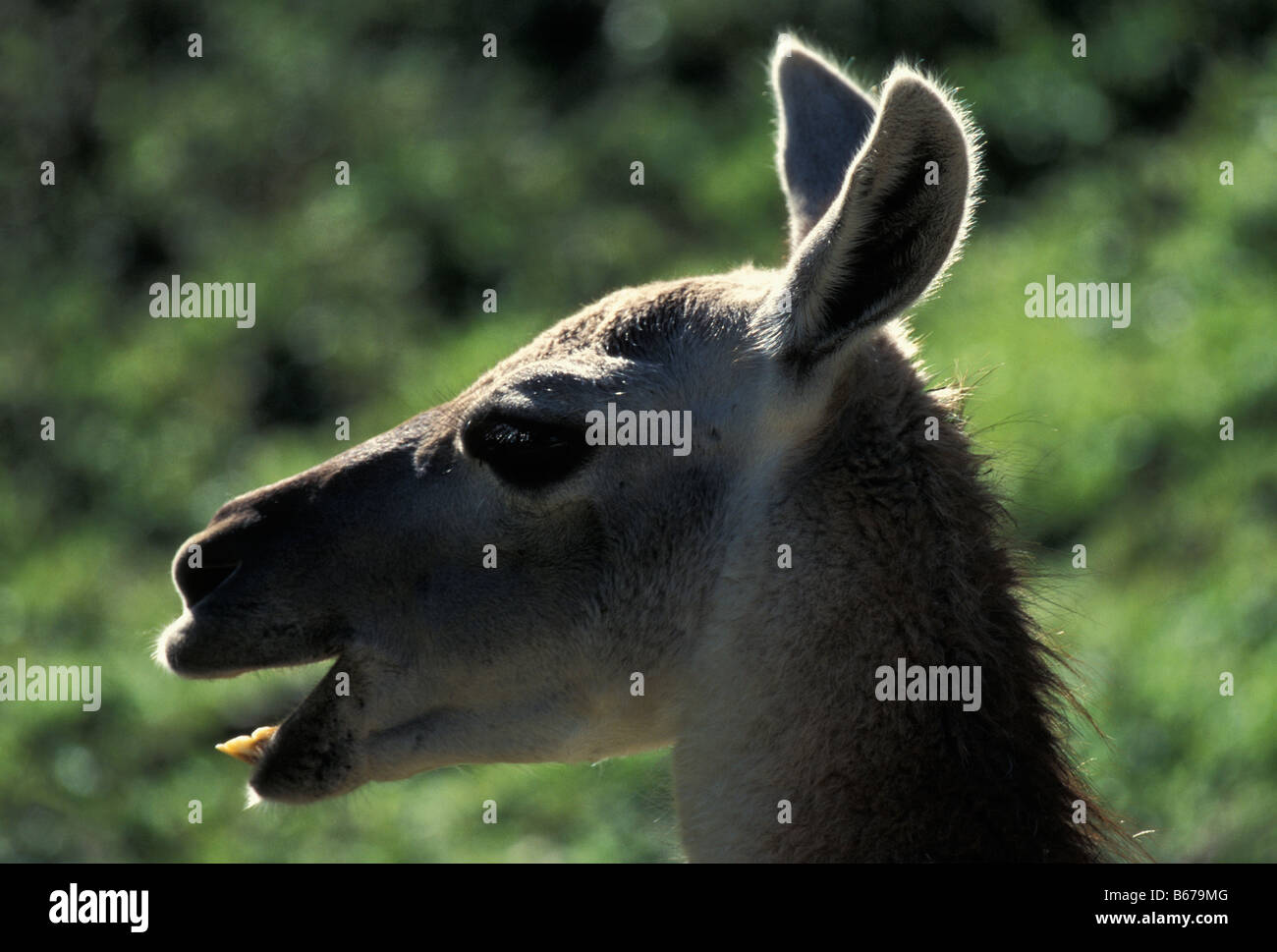 Ritratto di Guanaco Lama guanicoe con bocca aperta Parco Nazionale Torres del Paine cile america American animali animali Artiodact Foto Stock