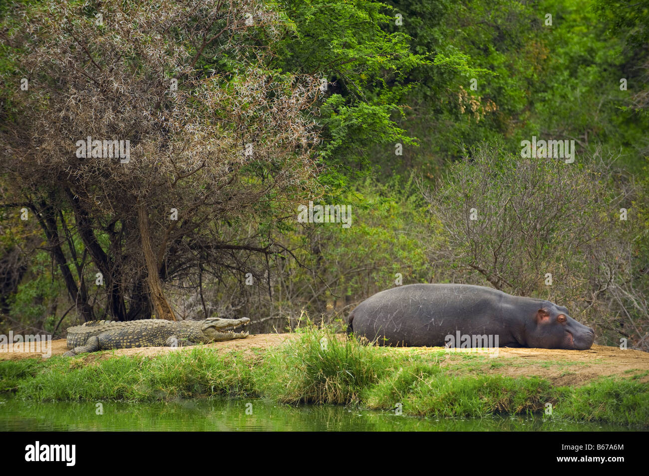 La fauna selvatica Ippona anfibio ippopotamo e il coccodrillo del Nilo Crocodylus niloticus giacente dormono il sonno al di fuori dell'acqua waterhole Foto Stock