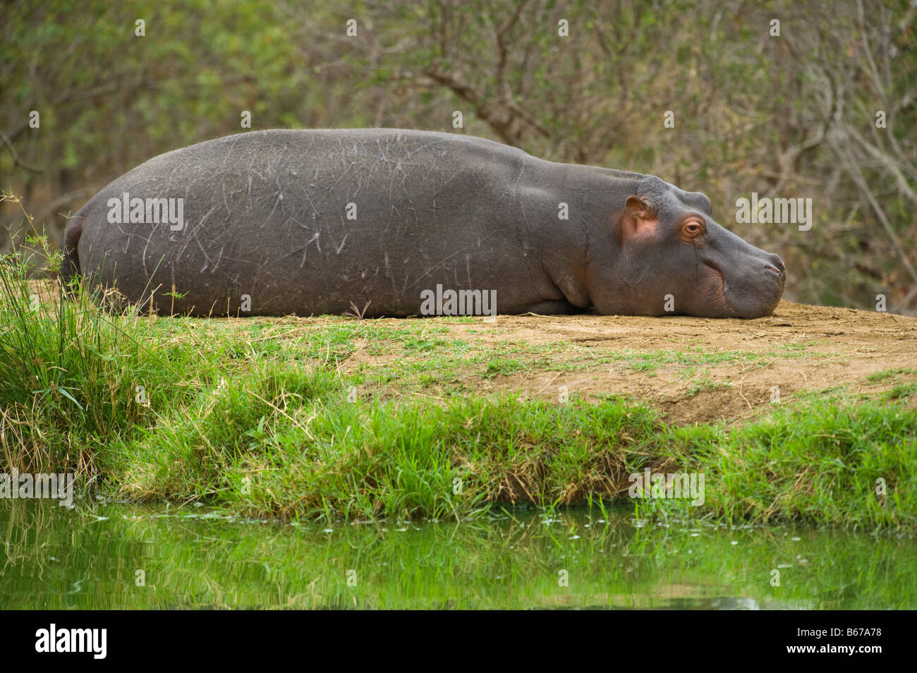 La fauna selvatica ippopotamo ippopotamo giacente anfibio dormire dormire fuori di acqua waterhole sud-Afrika sud africa Big fat pesante Foto Stock