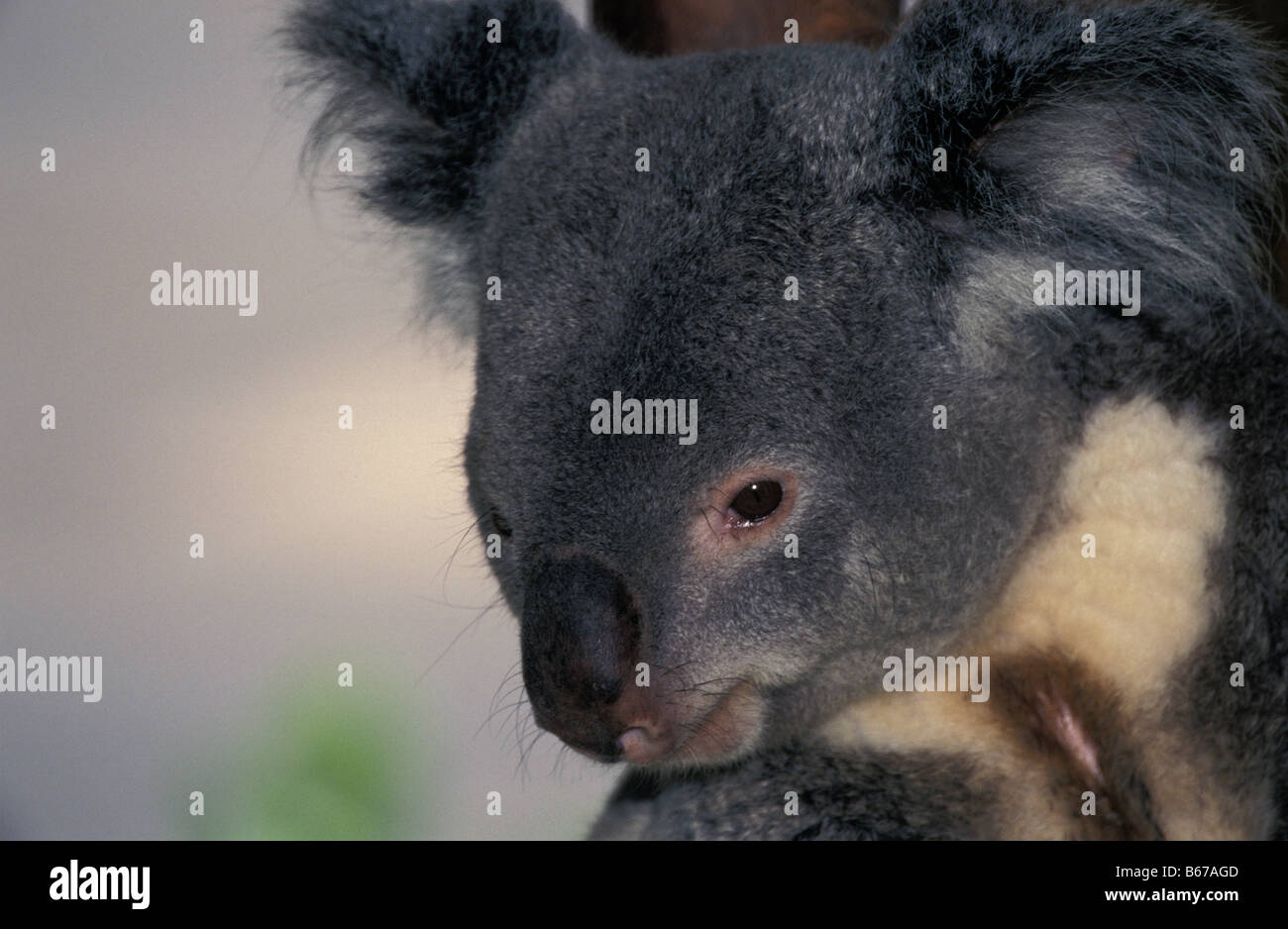Il Koala PHASCOLARCTOS CINEREUS essenze arboree marsupiale feed su foglie di eucalipto AUSTRALIA animali animali essenze arboree australia australia Foto Stock
