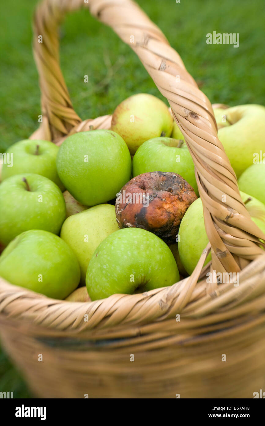 Il marcio bad apple nel cesto di mele verdi Foto Stock