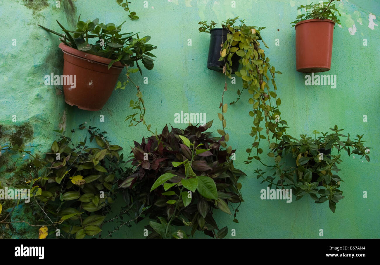Parete verde con piante in Alcala de los Gazules,villaggi bianchi,Cadiz,Andalusia,Spagna Foto Stock