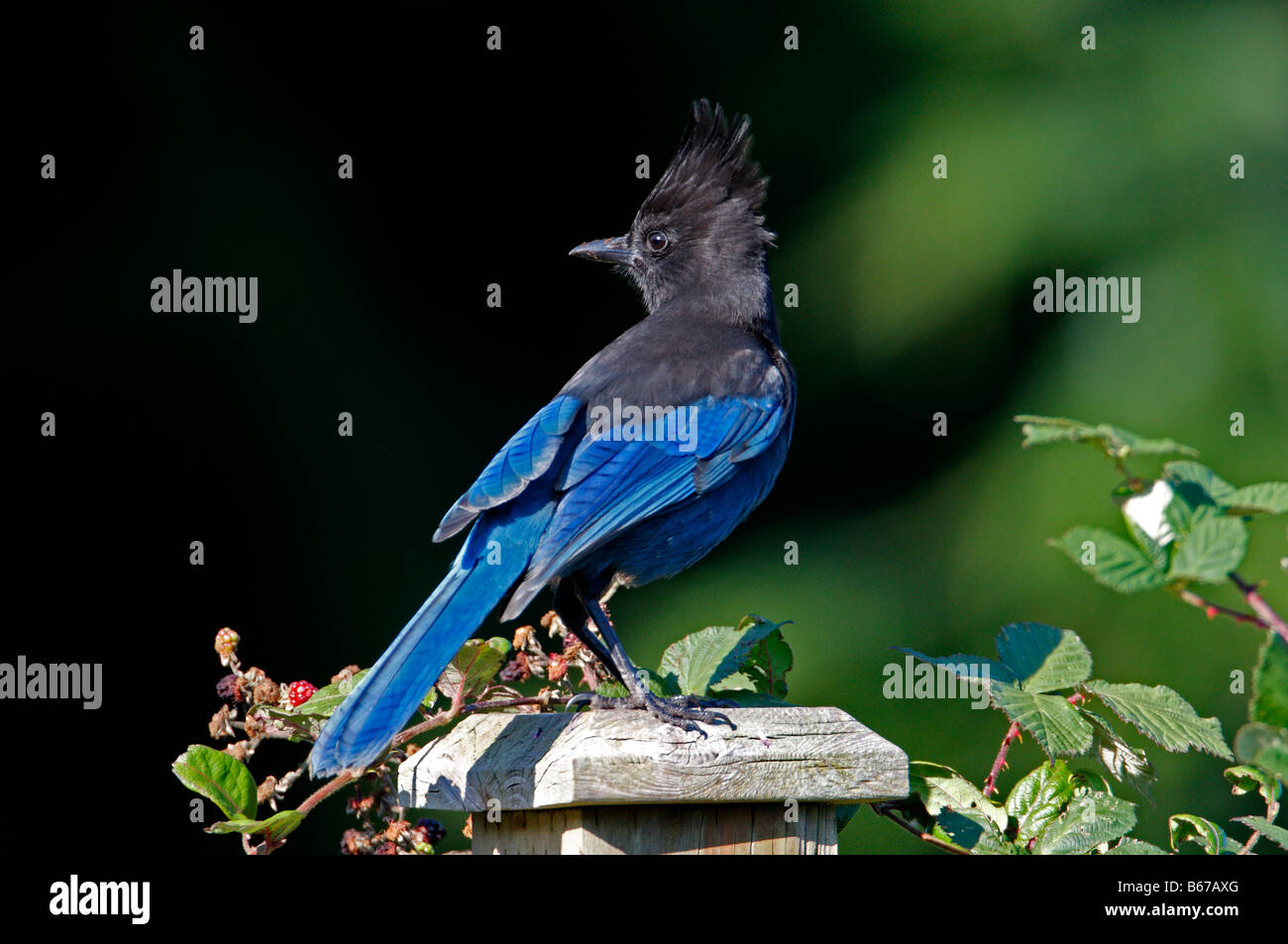 Steller Jay Cyanocitta stelleri due insieme sul ceppo di albero nel giardino di Nanaimo Isola di Vancouver BC nel mese di settembre Foto Stock