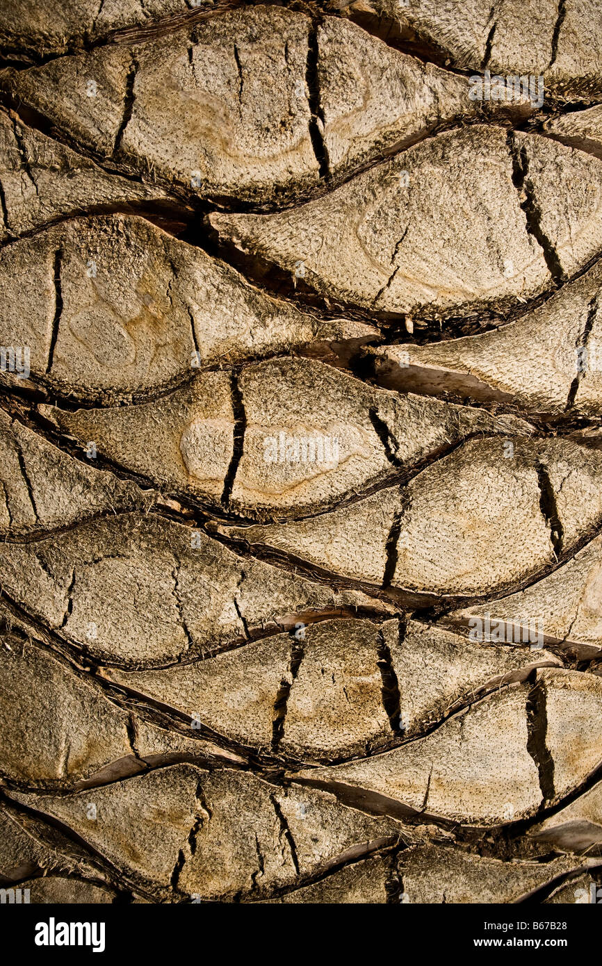 Dettaglio di un albero di palma Foto Stock Dettaglio di un albero di palma Foto Stock
