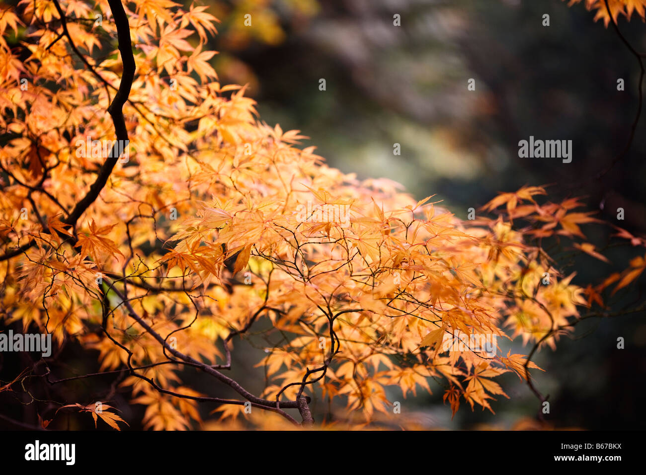 Acer palmatum 'Elegans' colore di autunno Foto Stock
