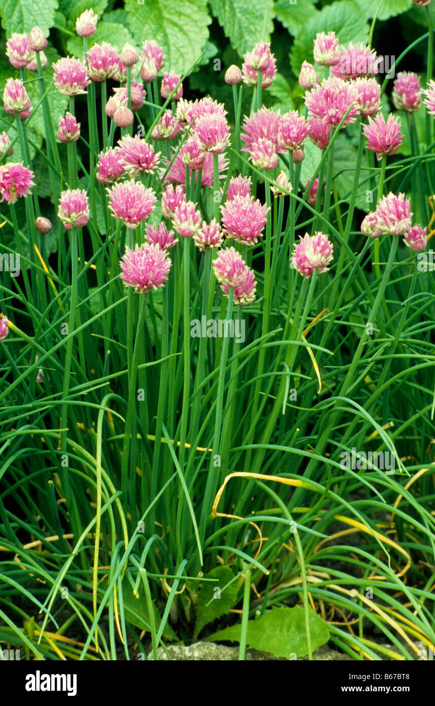 Fioritura di erba cipollina - Allium schoenoprasum, Wiltshire, Regno Unito. Foto Stock