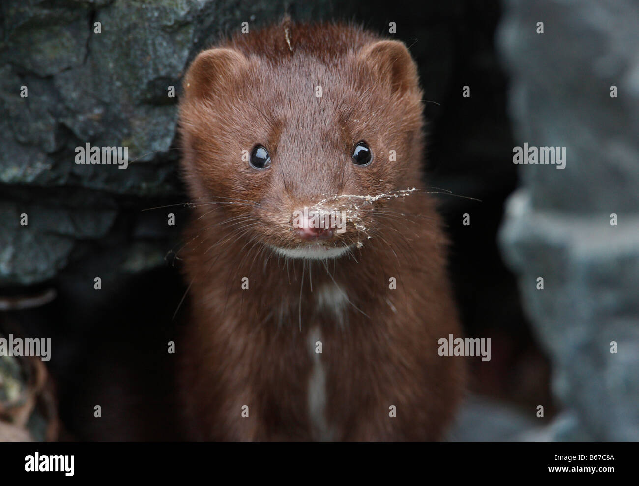 American Mink Mustela vison il peering fuori dalle rocce sulla spiaggia a Whiffin Spit Isola di Vancouver BC nel mese di settembre Foto Stock