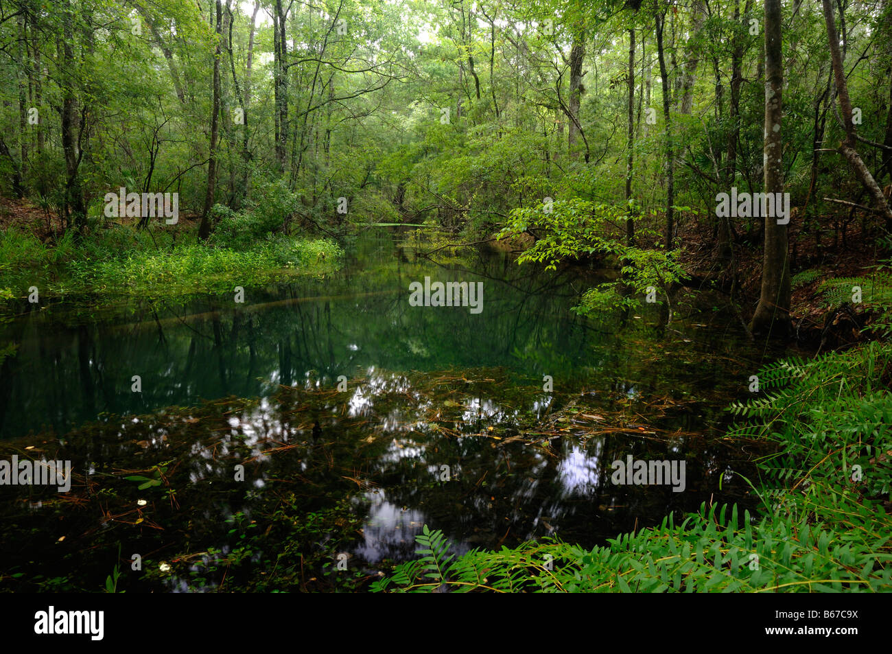 Molla di Rodi north florida Foto Stock
