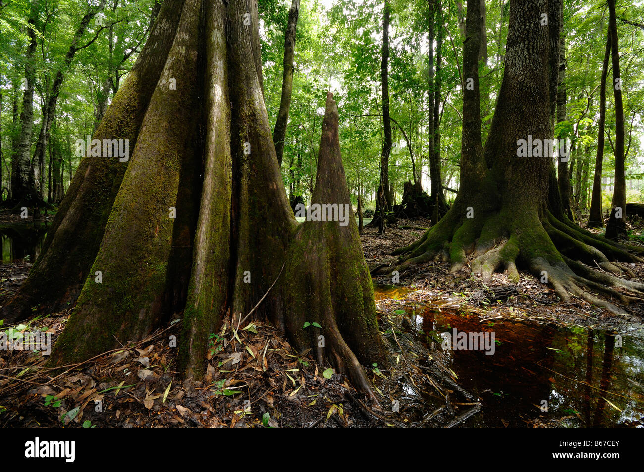 Cipresso calvo Taxodium distichum chickenbranch lavello wakulla county north florida Foto Stock