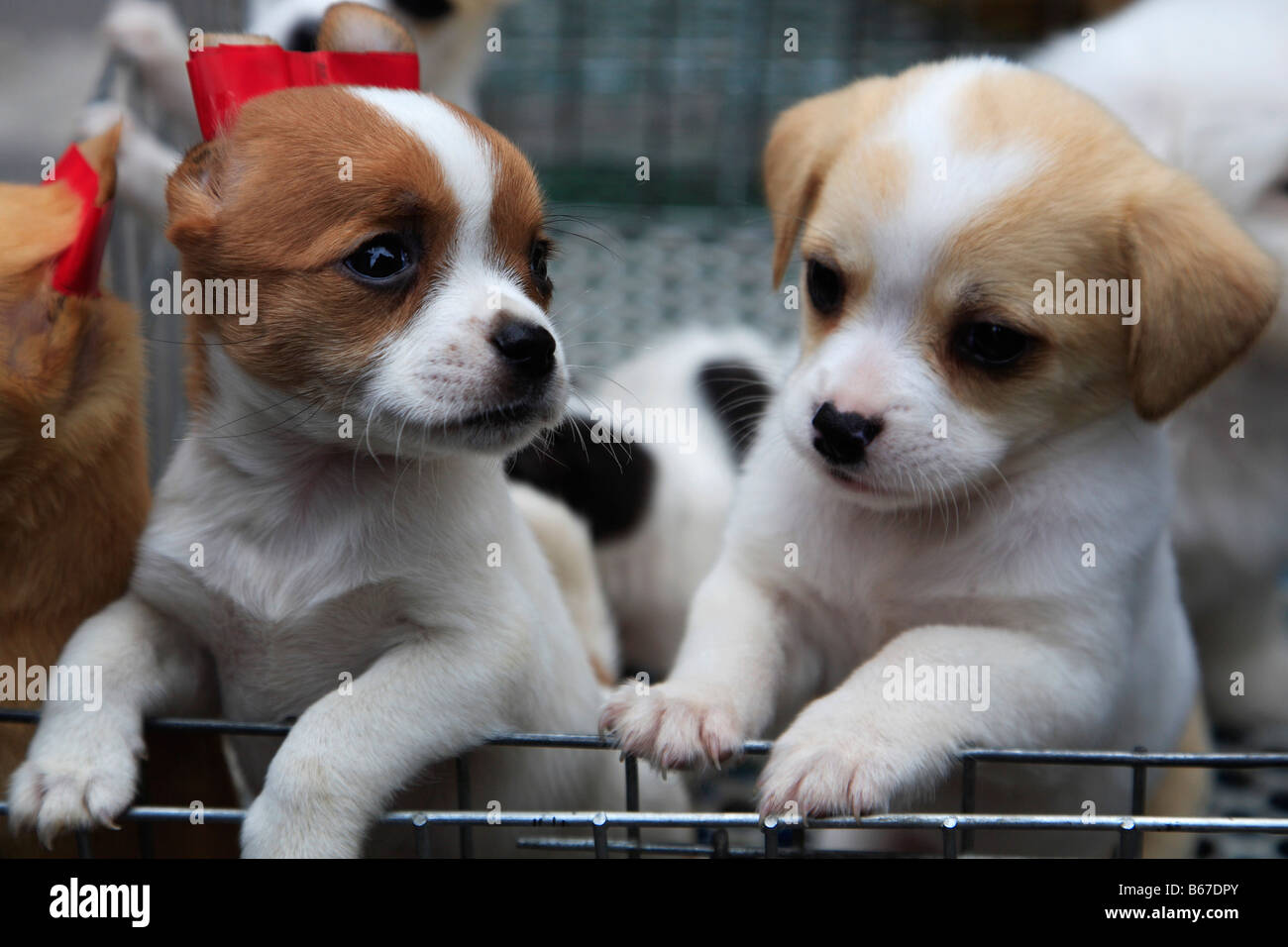 Provincia cinese del Guangdong Guangzhou mercato Qingping cuccioli Foto Stock