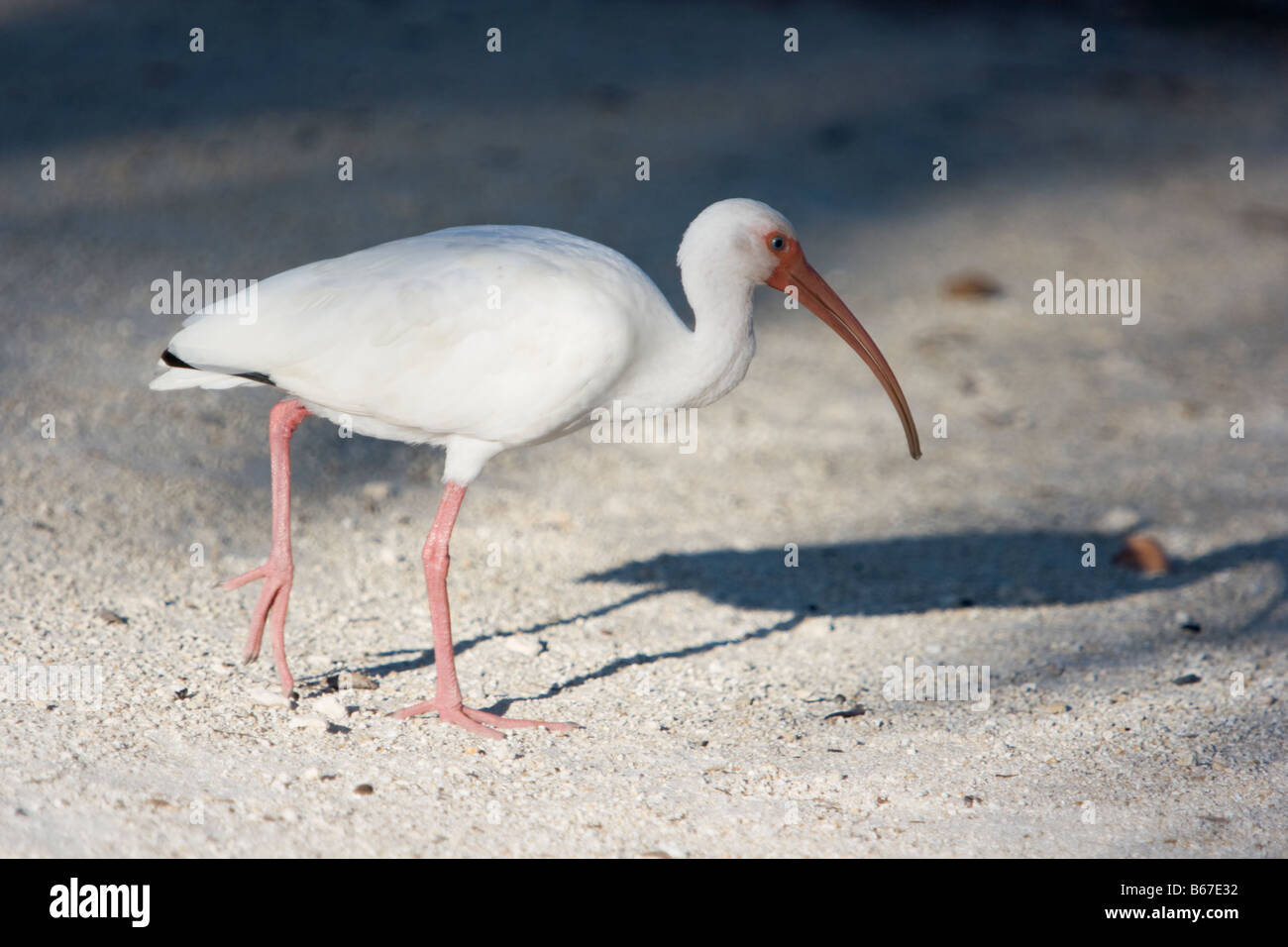 White ibis camminando sulla spiaggia sabbiosa Foto Stock