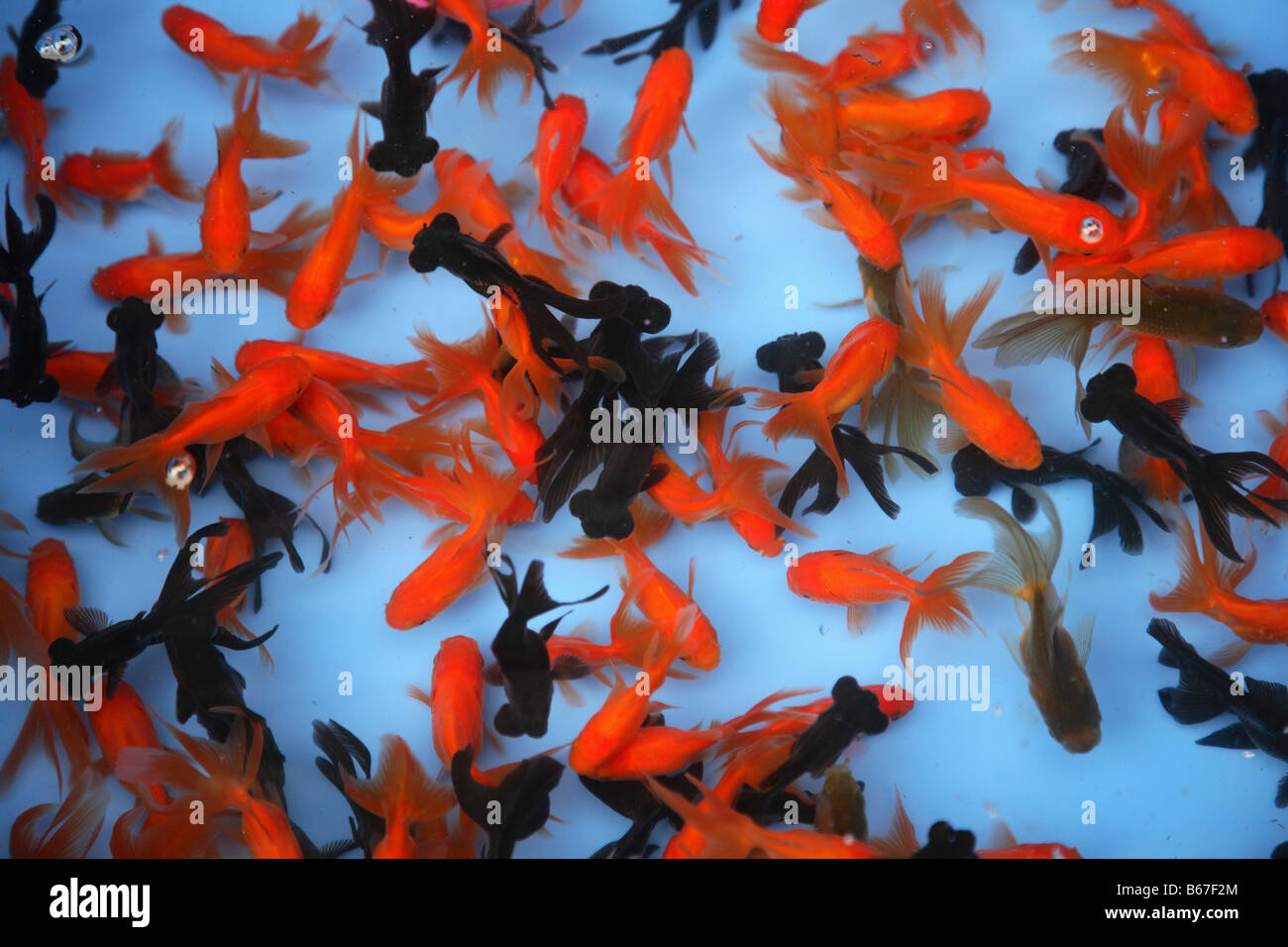 Provincia cinese del Guangdong Guangzhou mercato Qingping goldfish Foto Stock