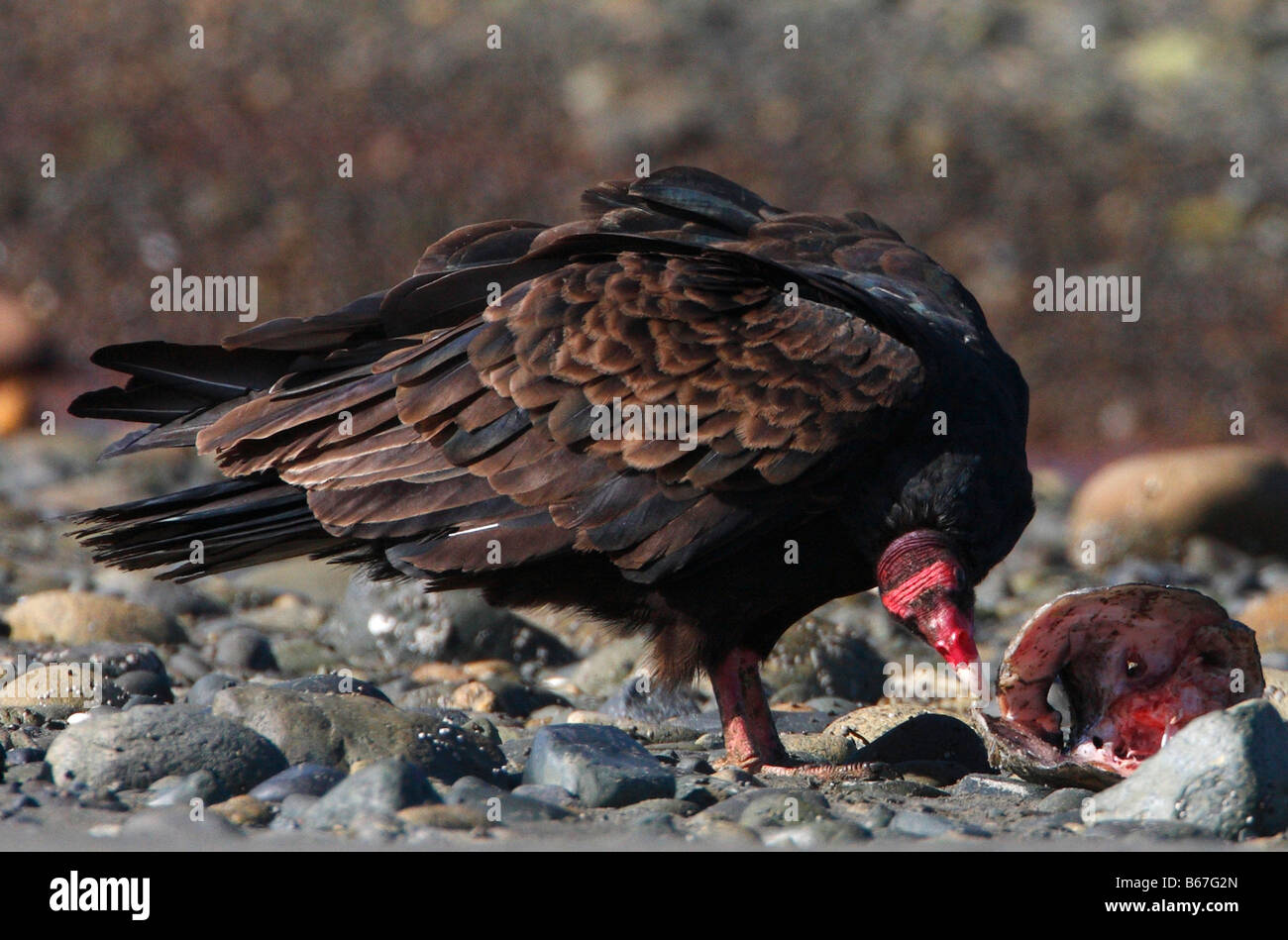 La Turchia Vulture Cathartes aura avanzamento sul mollusco presso la Columbia Beach L'Isola di Vancouver BC nel mese di settembre Foto Stock