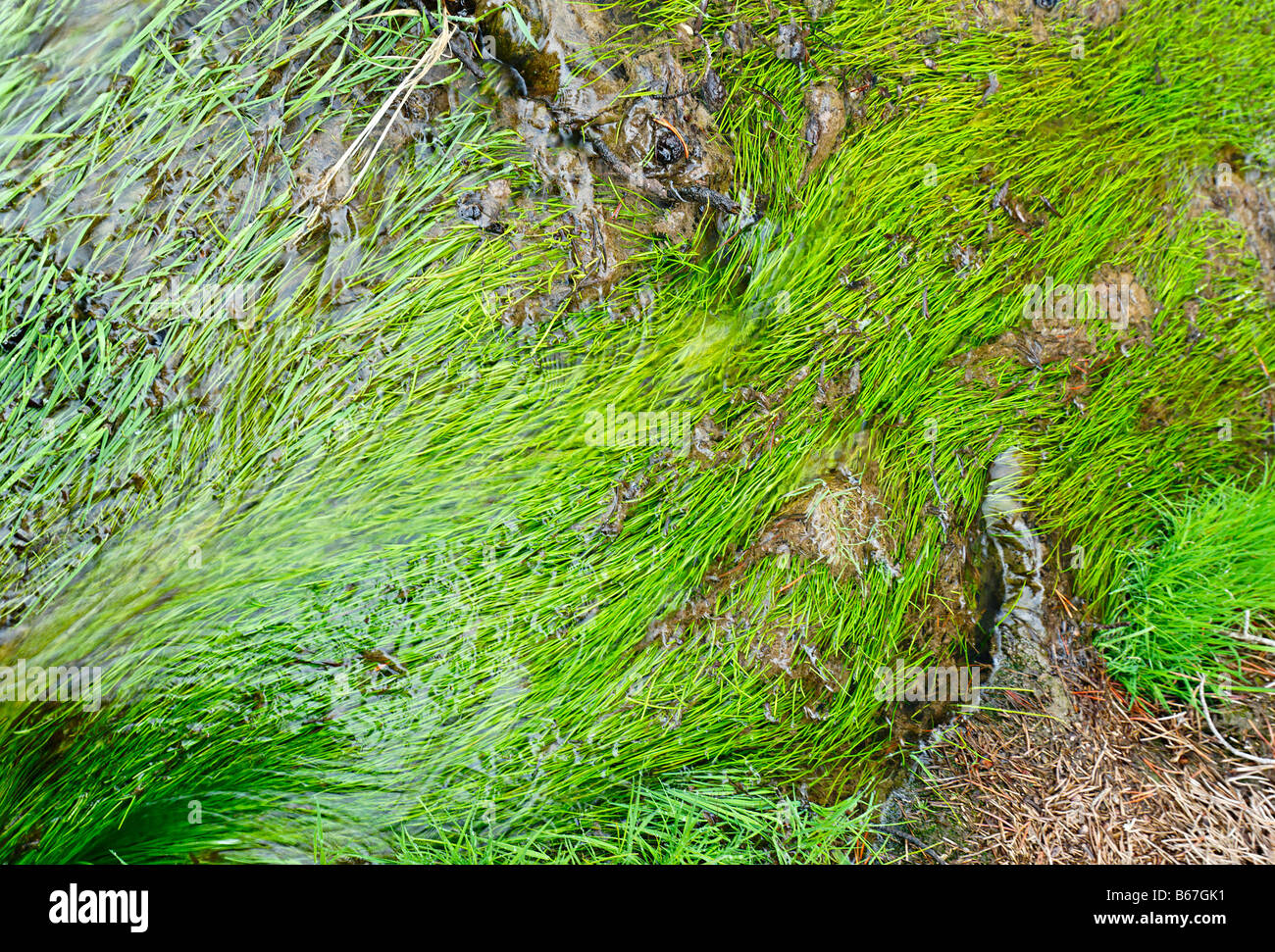 Vista dettagliata del geyser Runoff con luminoso verde erba Foto Stock