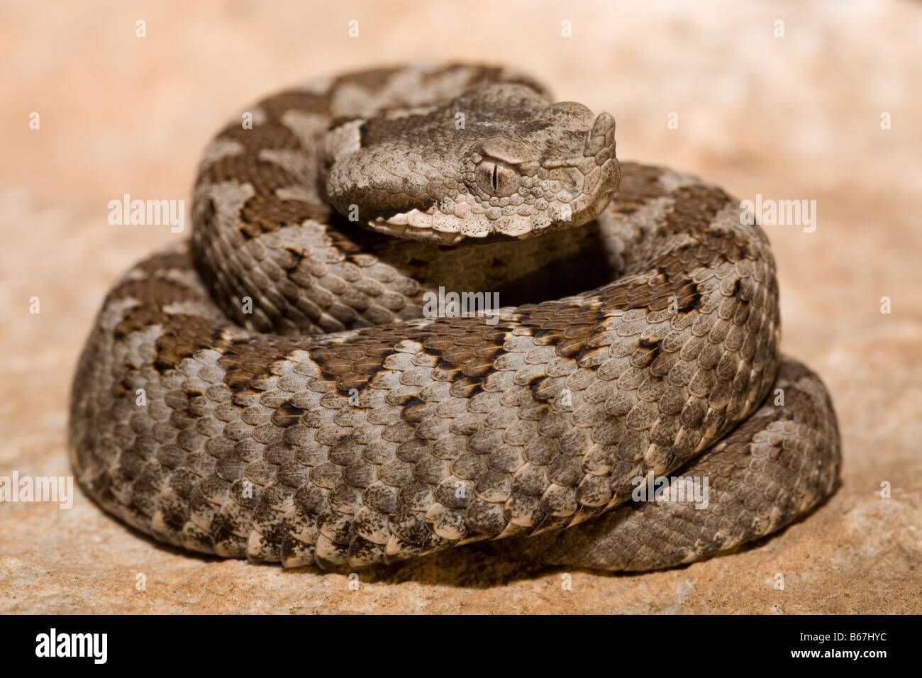 I capretti naso vipera cornuta Vipera ammodytes sud del Peloponneso Grecia Foto Stock