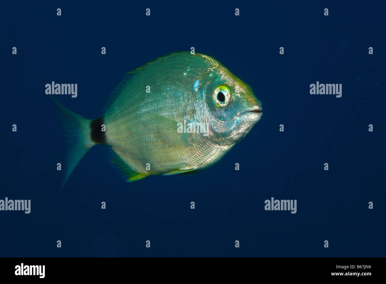 Dentice anulare Diplodus annularis Isola di Vis mare adriatico Croazia Foto Stock