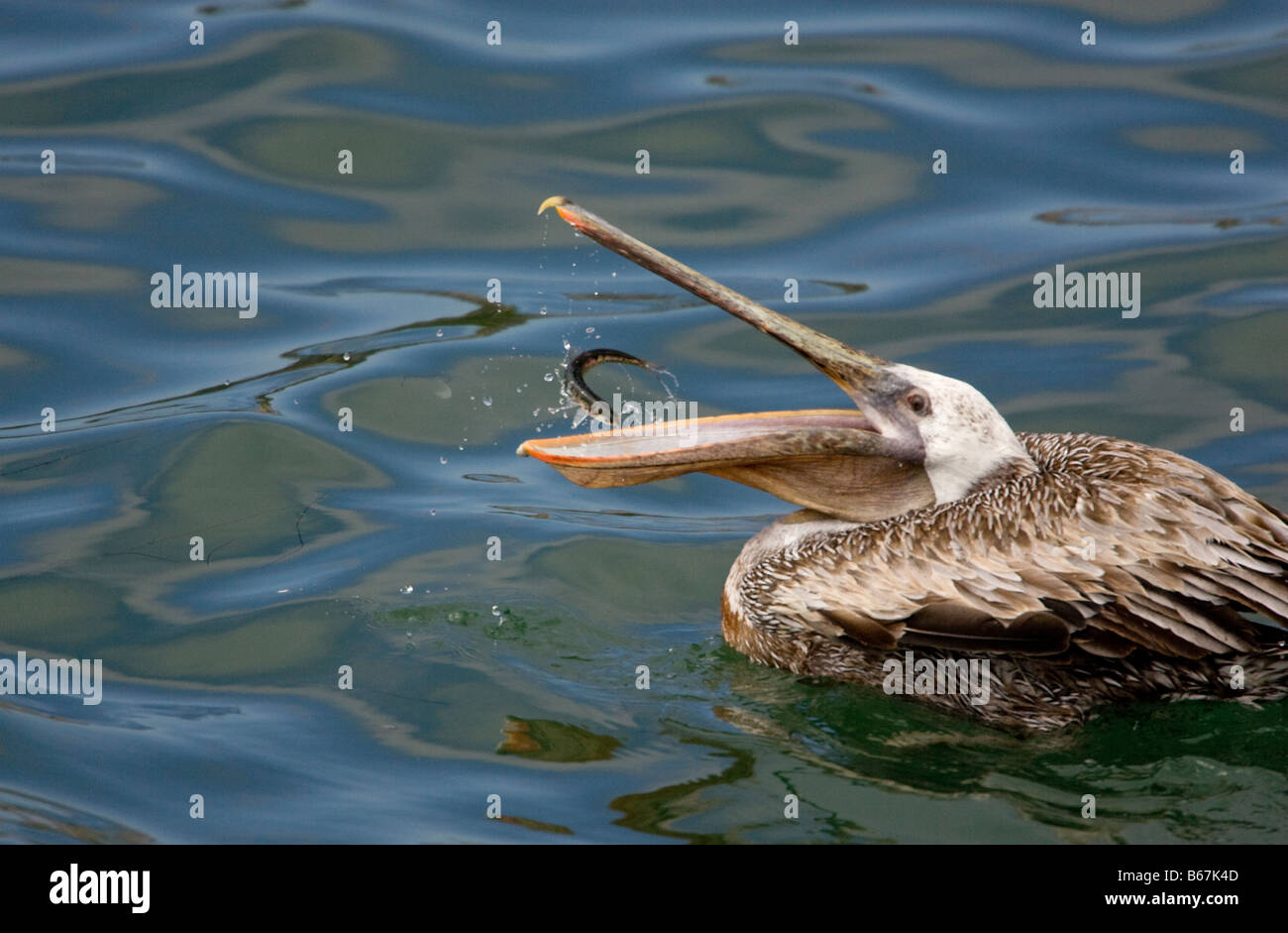 Becco di pesce marrone Pelican aperto Foto Stock
