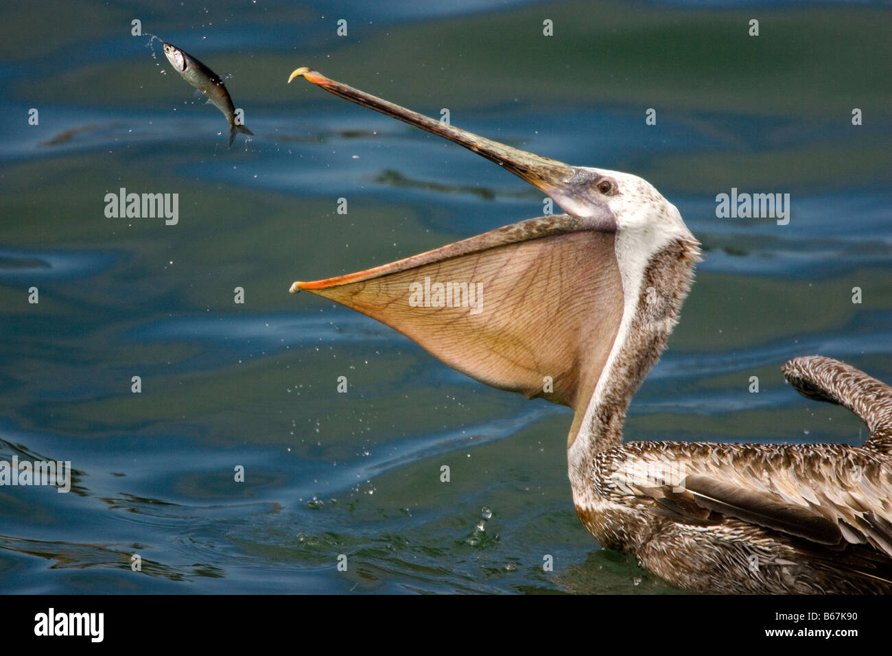 Brown Pelican in cerca di un pesce nell'aria Foto Stock