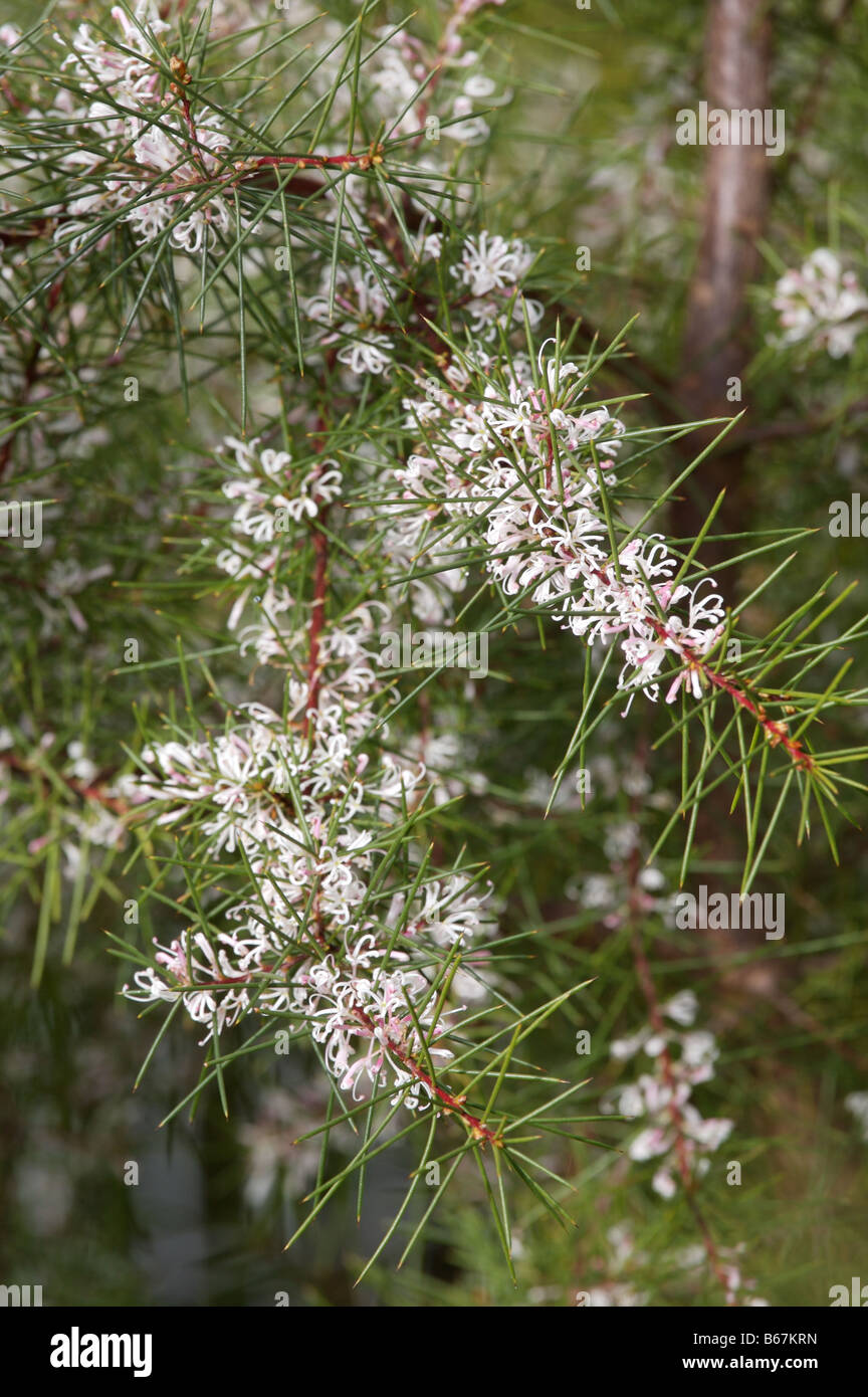Orientale australiana nativa Sericea Hakea, noto per i suoi graziosi fiori bianchi e ago come foglie. Foto Stock