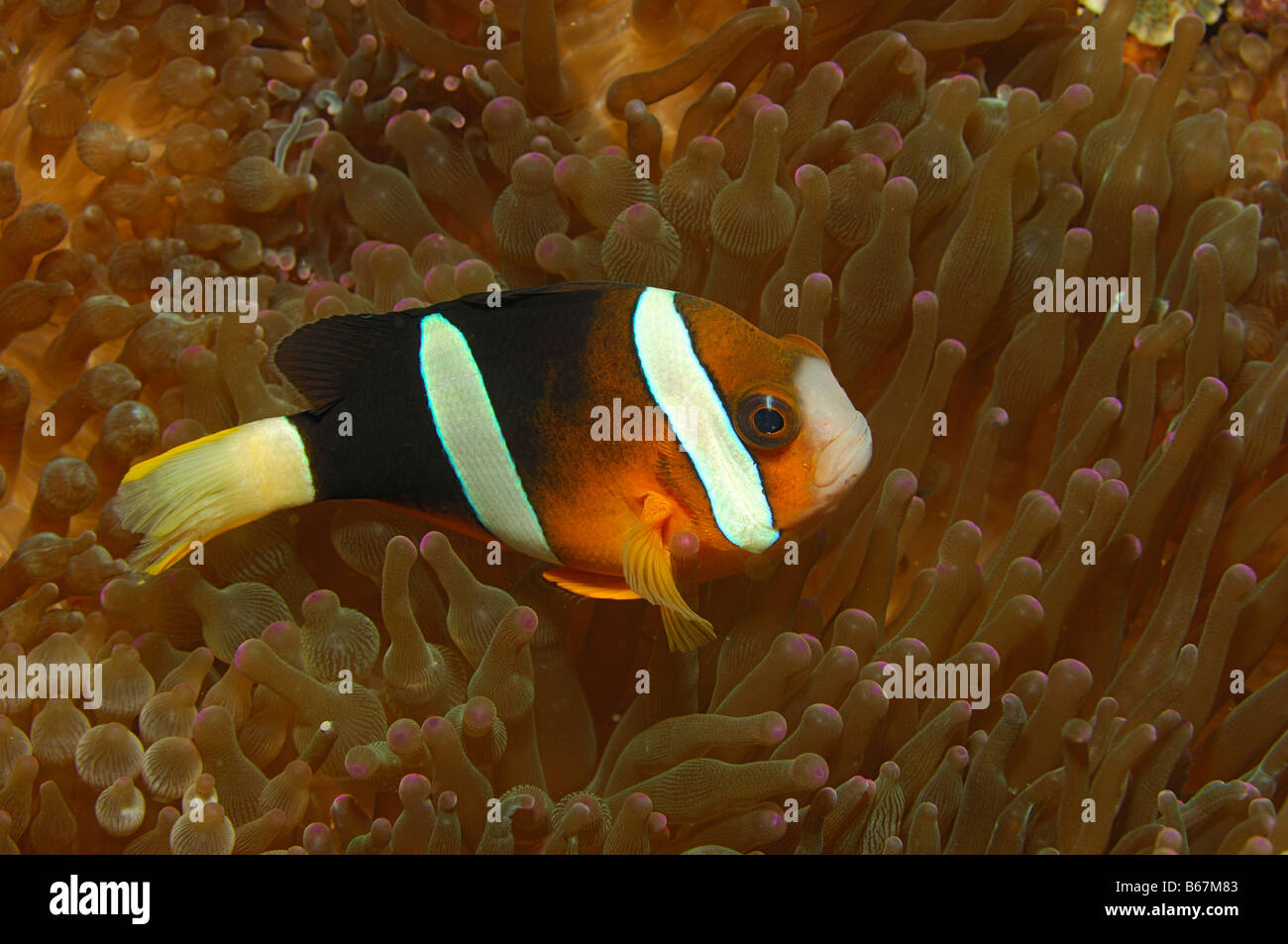 Clarks Anemonefish Amphiprion clarkii Alor Lesser Sunda Islands Indo Pacific Indonesia Foto Stock