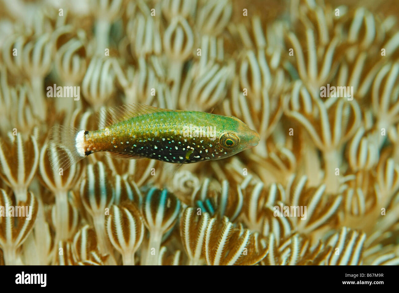 Il novellame nascosto tra i polipi di corallo Alor Lesser Sunda Islands Indo Pacific Indonesia Foto Stock