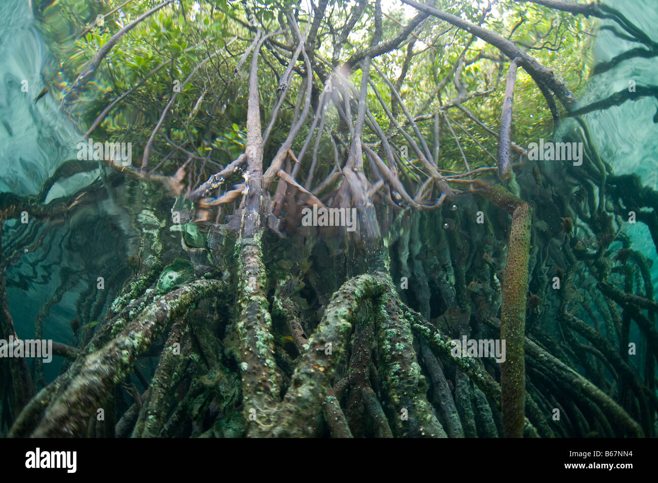 Le radici di mangrovia, arriva fino in acque poco profonde Micronesia Oceano Pacifico Palau Foto Stock