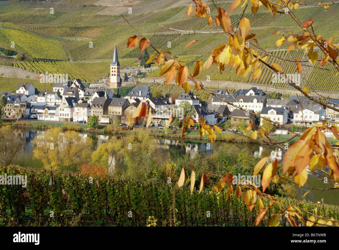 Vista sul fiume Moselle a Merl con vigneto, Zell, Renania-Palatinato, Germania Foto Stock