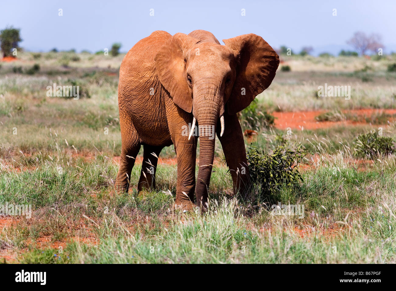 Bush africano Elefante africano (Loxodonta africana) nella savana, parco nazionale orientale di Tsavo, costa, Kenya Foto Stock