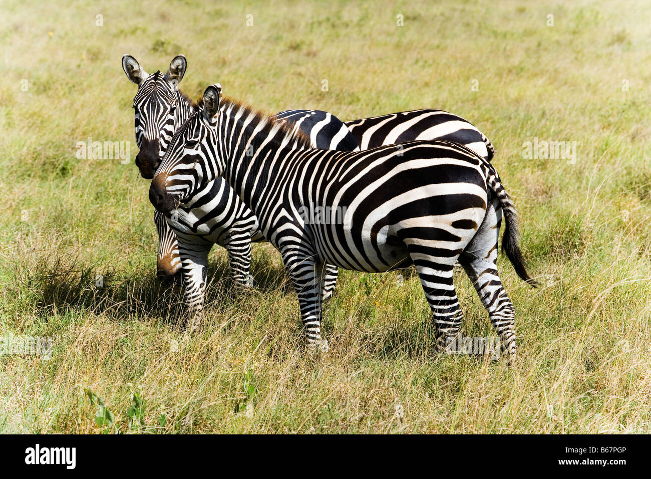Zebre al pascolo nella savana, parco nazionale orientale di Tsavo, costa, Kenya Foto Stock