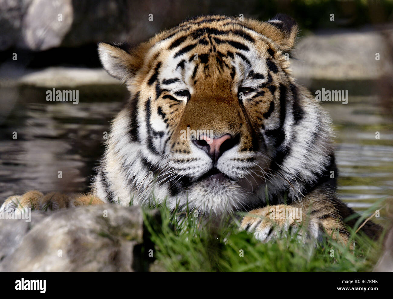Tigre di Amur (Panthera tigris altaica) Foto Stock