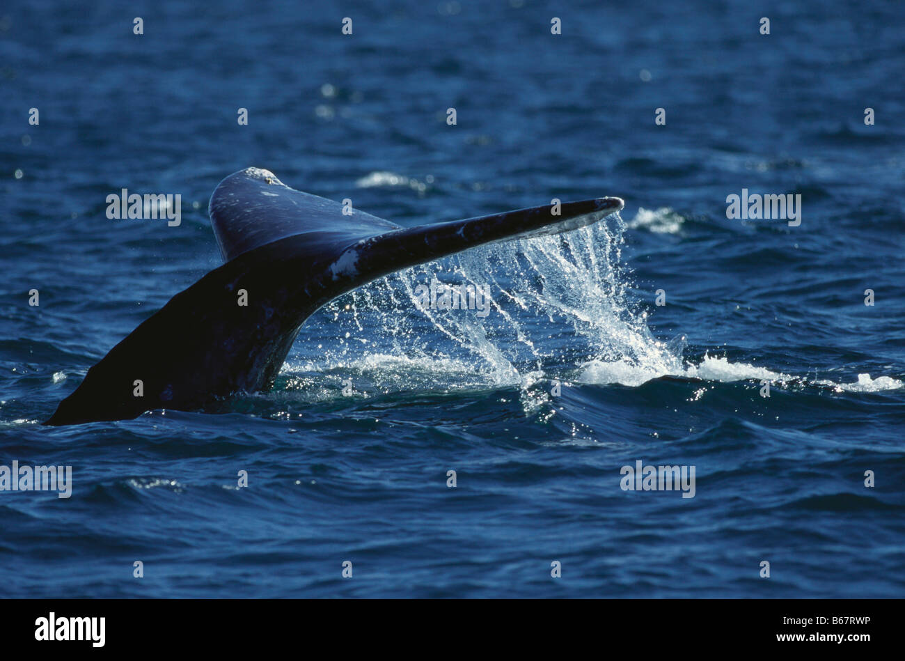 Pinna caudale di una balena grigia, Eschrichtius Gibbosus, immersioni sotto acqua, alimenti per animali Foto Stock