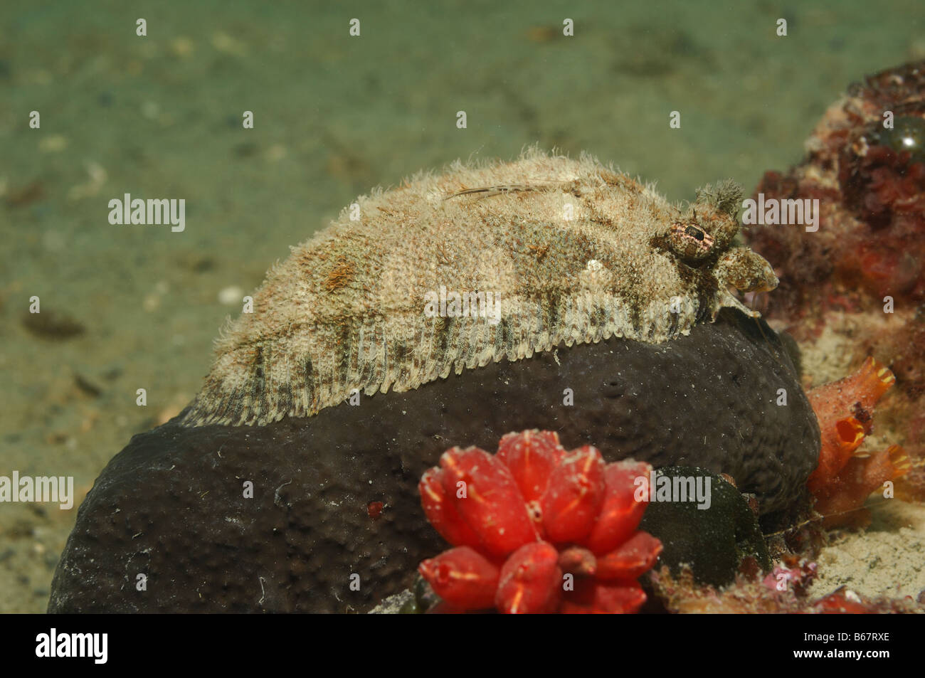 Blochs Topknot Phrynorhombus regius Pirano Mare Adriatico Slovenia Foto Stock