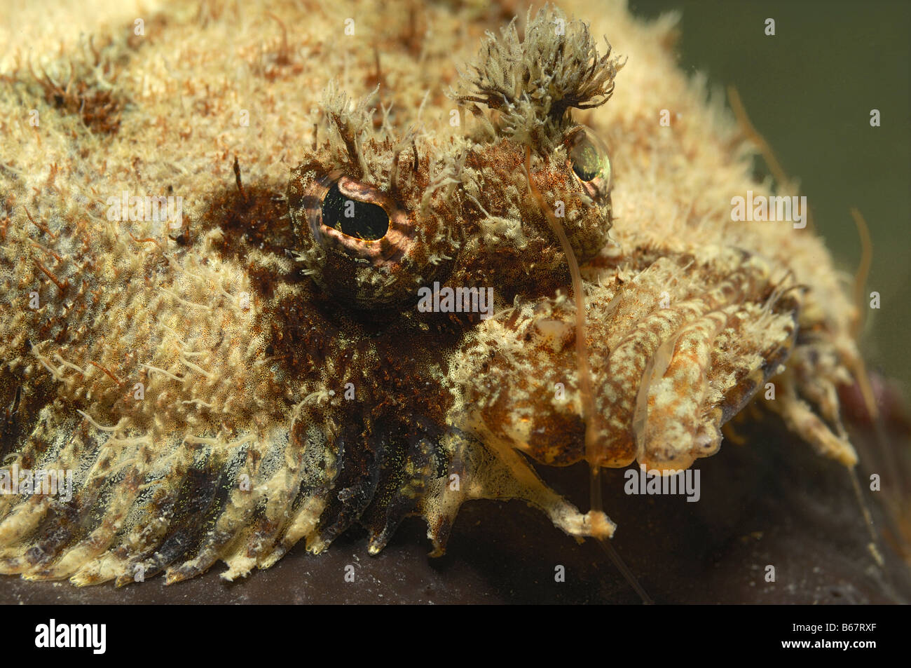 Blochs Topknot Phrynorhombus regius Pirano Mare Adriatico Slovenia Foto Stock
