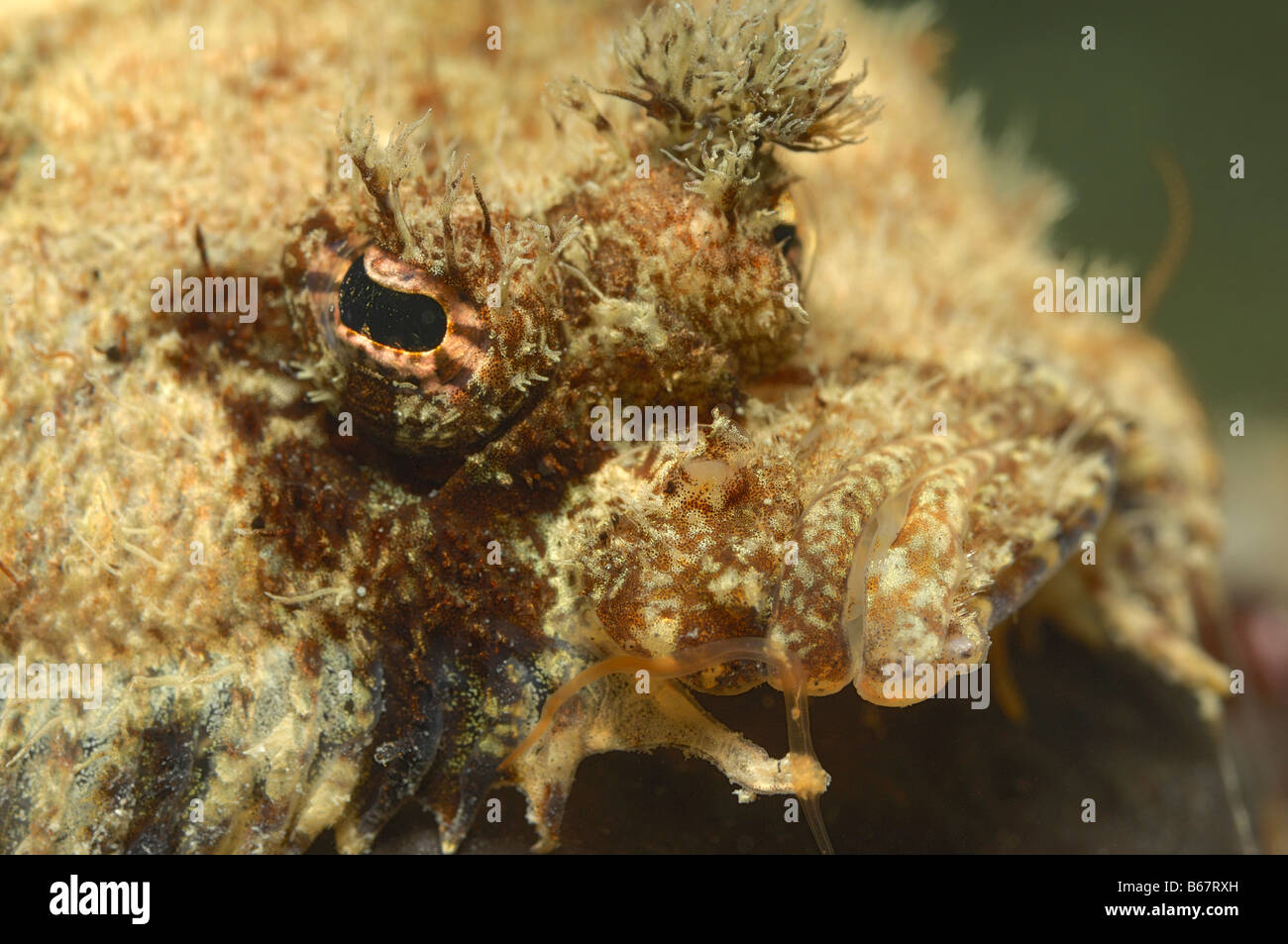 Blochs Topknot Phrynorhombus regius Pirano Mare Adriatico Slovenia Foto Stock